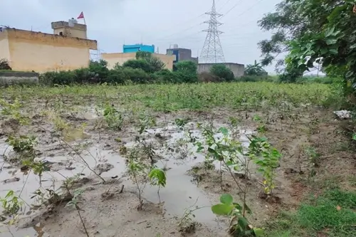 Tree Plantation Activity